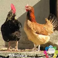 قیمت خرید مرغ محلی در ارومیه در گروه مرغ و خروس و بوقلمون و اردک قو قاز در یکمیوه