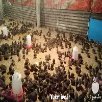 فروش آموزش پرورش بلدرچین در کرج در گروه دوره آموزش کشاورزی در یکمیوه