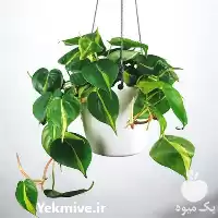 قیمت خرید گیاه فیلودندرون در تهران در گروه خرید و فروش گیاهان زینتی در یکمیوه