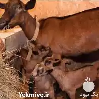 قیمت خرید بزغاله آلپاین در اصفهان در گروه گاو و گوسفند و میش و بز کهره گوساله در یکمیوه