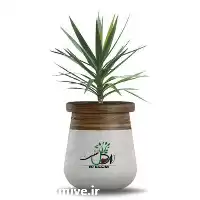 قیمت خرید عمده گیاه یوکا معمولی در ساری در گروه خرید و فروش گیاهان زینتی در یکمیوه