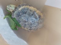 لاک پشت زیبا و کوچک در تیران در گروه حیوانات خانگی در یکمیوه