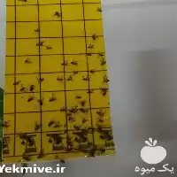 قیمت خرید چسب حشرات مبارزه در مشهد در گروه خرید و فروش انواع سم در یکمیوه