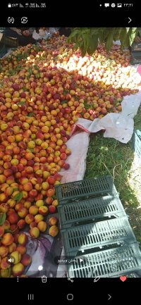 آلو شیلیل سیب شکی در اصلاندوز