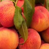 صادرات میوه به کشور عراق در ساری