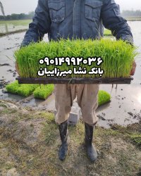 بانک برنج طارم هاشمی بینام کشت دوم در بابل در گروه خرید و فروش نشا در یکمیوه