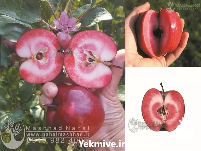 قیمت خرید نهال سیب تو سرخ در گروه خرید و فروش نهال میوه در یکمیوه -عکس1