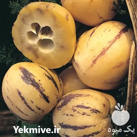 فروش نهال میوه پپینو خربزه عسلی در ساری در گروه خرید و فروش نهال میوه در یکمیوه -عکس1