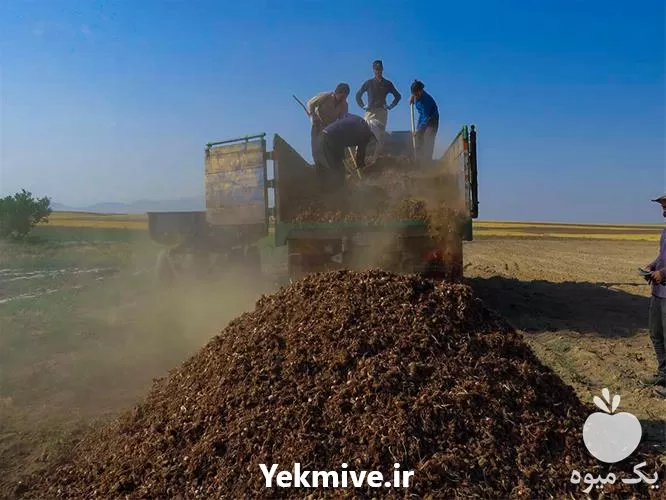 فروش پیاز زعفران در کرج در گروه خرید و فروش زعفران در یکمیوه -عکس1