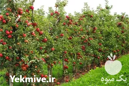 قیمت خرید نهال بن دار در تهران در گروه خرید و فروش نهالستان در یکمیوه -عکس1