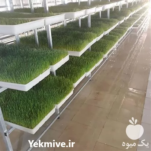 علوفه هیدروپونیک در کرج در گروه دوره آموزش کشاورزی در یکمیوه -عکس1