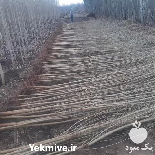 نهال صنوبر نهال صنوبر در گروه خرید و فروش نهال صنوبر در یکمیوه -عکس1