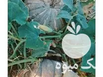 قیمت خرید کدو سواحلی کدو تنبل در کازرون در گروه خرید و فروش کدو تنبل در یکمیوه -عکس1
