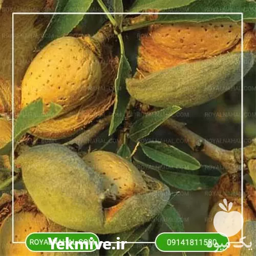 فروش خرید نهال بادام کاغذی در ارومیه در گروه خرید و فروش نهال بادام در یکمیوه -عکس1