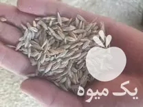 قیمت خرید جو دیم تمیز در کرمانشاه در گروه خرید و فروش گندم و جو در یکمیوه -عکس1