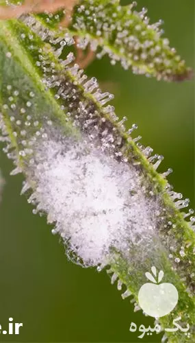 فروش سم قارچ کش در ارومیه در گروه خرید و فروش انواع سم در یکمیوه -عکس1