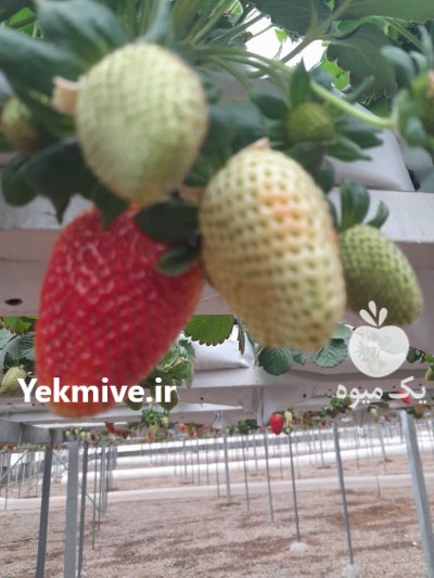 خرید توت فرنگی تازه در گروه خرید و فروش توت فرنگی در یکمیوه -عکس1