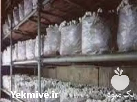 قیمت خرید بذر قارچ گانودرما در ارومیه در گروه خرید و فروش قارچ در یکمیوه -عکس1
