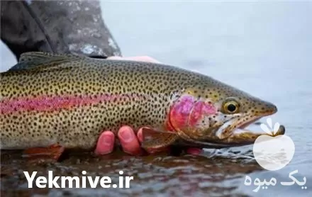 خریدار ماهی پرواری کپور و قزل در شهریار در گروه خرید و فروش انواع ماهی در یکمیوه -عکس1