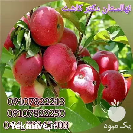 قیمت خرید عمده نهال سیب عروس در شیراز در گروه خرید و فروش نهال میوه در یکمیوه -عکس1