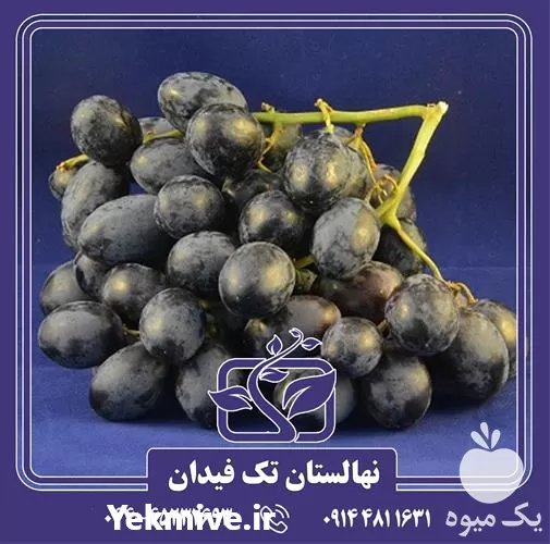 فروش خرید قیمت نهال انگور اتوم در گروه خرید و فروش نهال انگور در یکمیوه -عکس1