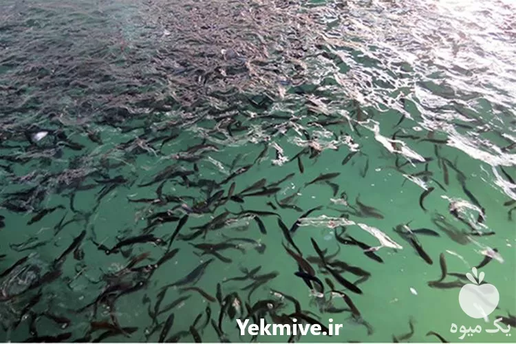 فروش بچه ماهی کپور در گروه خرید و فروش بچه ماهی در یکمیوه -عکس1