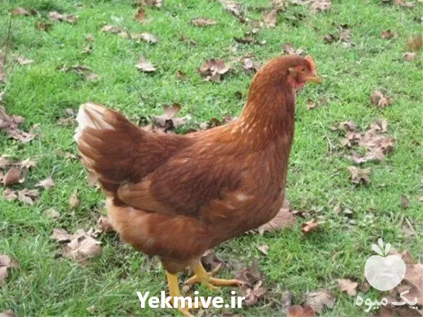 خرید مرغ بومی در ارومیه در گروه مرغ و خروس و بوقلمون و اردک قو قاز در یکمیوه -عکس1