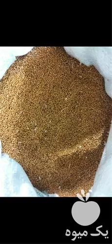 فروش دانه روغنی در تهران در گروه خرید و فروش دانه های روغنی در یکمیوه -عکس1