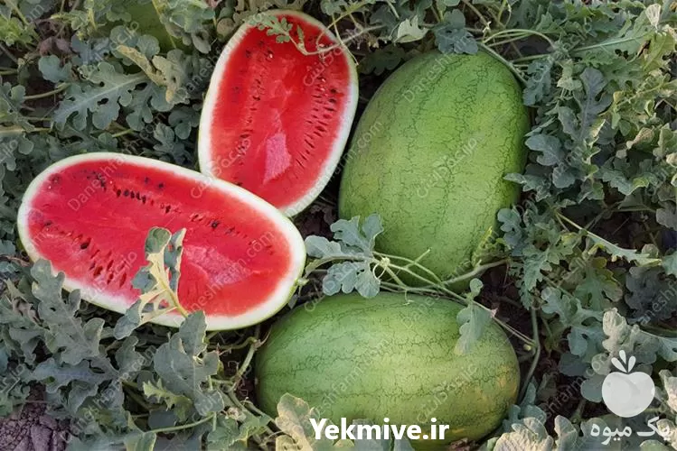 فروش بذر هندوانه قالینا سینجنتا در رشت در گروه خرید و فروش بذر هندوانه در یکمیوه -عکس1