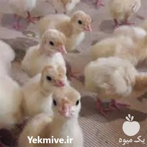 فروش جوجه بوقلمون بیوتی گوشتی در اصفهان در گروه مرغ و خروس و بوقلمون و اردک قو قاز در یکمیوه -عکس1