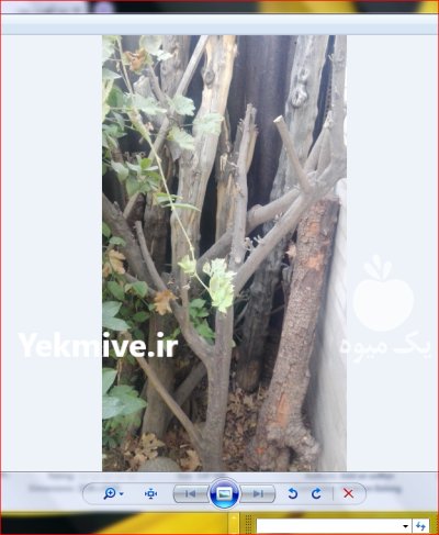 چوب مرکبات ذغالی در شیراز در گروه خرید و فروش انواع چوب در یکمیوه -عکس1