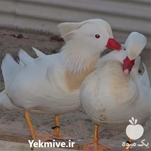 تخم نطفه دار جوجه اردک ماندارین در قم در گروه انواع تخم ها در یکمیوه -عکس1