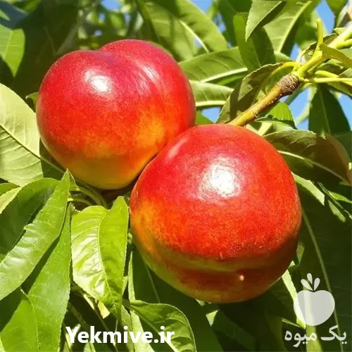 خرید محصولات باغی کشاورزی با  حجم در ساری در گروه حق العمل کاری محصولات کشاورزی در یکمیوه -عکس1