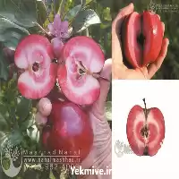 قیمت خرید نهال سیب تو سرخ در گروه خرید و فروش نهال میوه در یکمیوه