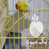 قیمت خرید طوطی صورت هلویی در گروه خرید و فروش انواع پرنده در یکمیوه
