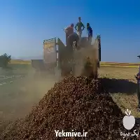 فروش پیاز زعفران در کرج در گروه خرید و فروش زعفران در یکمیوه