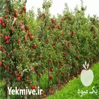 قیمت خرید نهال بن دار در تهران در گروه خرید و فروش نهالستان در یکمیوه