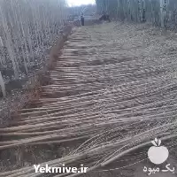 نهال صنوبر نهال صنوبر در گروه خرید و فروش نهال صنوبر در یکمیوه