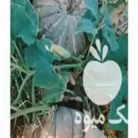 قیمت خرید کدو سواحلی کدو تنبل در کازرون در گروه خرید و فروش کدو تنبل در یکمیوه