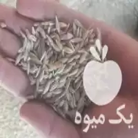 قیمت خرید جو دیم تمیز در کرمانشاه در گروه خرید و فروش گندم و جو در یکمیوه