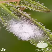 فروش سم قارچ کش در ارومیه در گروه خرید و فروش انواع سم در یکمیوه