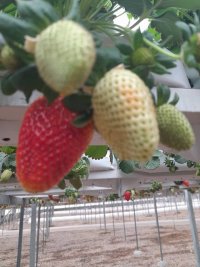 خرید توت فرنگی تازه در گروه خرید و فروش توت فرنگی در یکمیوه