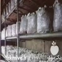 قیمت خرید بذر قارچ گانودرما در ارومیه در گروه خرید و فروش قارچ در یکمیوه
