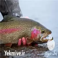 خریدار ماهی پرواری کپور و قزل در شهریار در گروه خرید و فروش انواع ماهی در یکمیوه