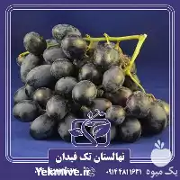 فروش خرید قیمت نهال انگور اتوم در گروه خرید و فروش نهال انگور در یکمیوه