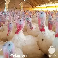 قیمت خرید تخم نطفه دار در مشهد در گروه انواع تخم ها در یکمیوه