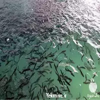 فروش بچه ماهی کپور در گروه خرید و فروش بچه ماهی در یکمیوه