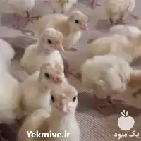 فروش جوجه بوقلمون بیوتی گوشتی در اصفهان در گروه مرغ و خروس و بوقلمون و اردک قو قاز در یکمیوه