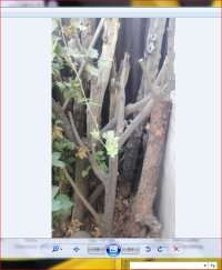 چوب مرکبات ذغالی در شیراز در گروه خرید و فروش انواع چوب در یکمیوه