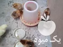 فروش جوجه محلی 5 روزه در ساری در گروه مرغ و خروس و بوقلمون و اردک قو قاز در یکمیوه -عکس1